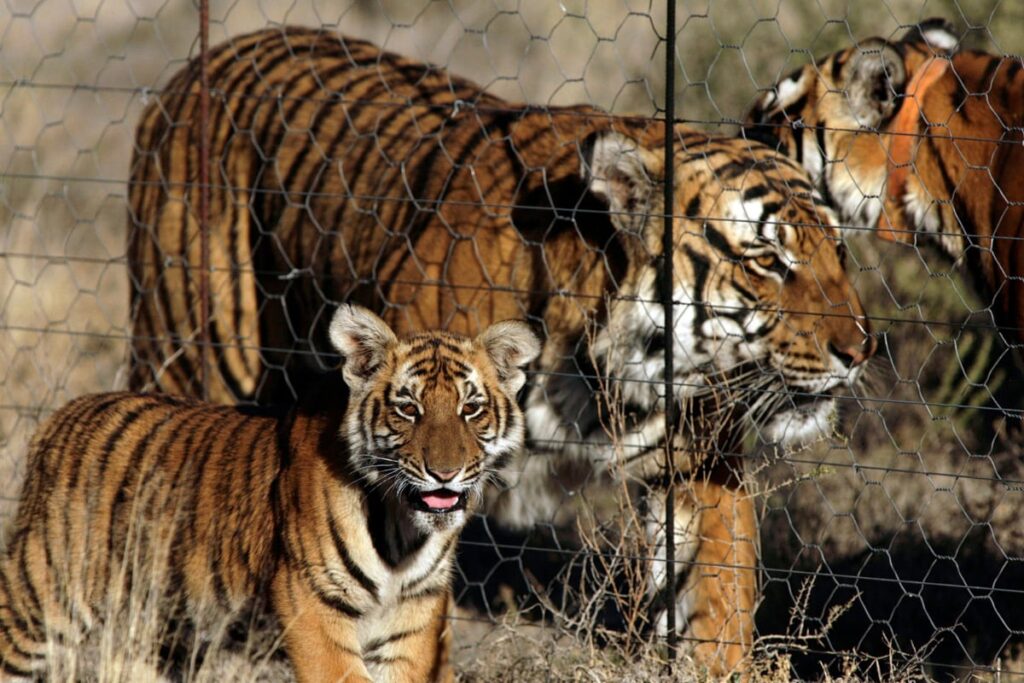 MP: Female Cheetah Veera Shifted To Soft Release 'Boma' From Quarantine Enclosure In Kuno National Park