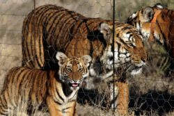 MP: Female Cheetah Veera Shifted To Soft Release 'Boma' From Quarantine Enclosure In Kuno National Park