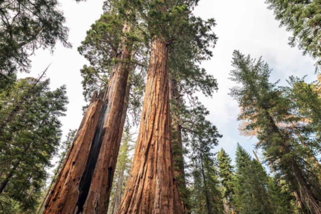 Helping or Hindering? US Scientists Debate How to Save Giant Sequoias