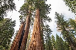Helping or Hindering? US Scientists Debate How to Save Giant Sequoias