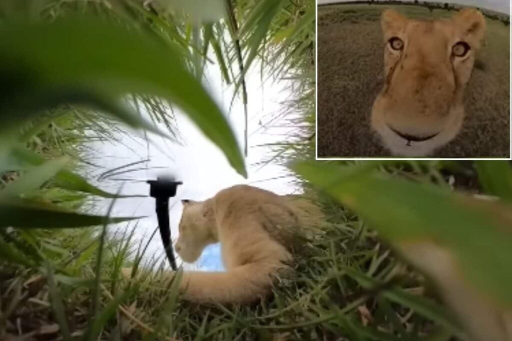 Lion in Kenya Steals GoPro Camera and Gives Never-seen-before POV in Viral Video