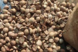Mumbai: Areca Nut Smuggling Bid Intercepted, Cargo ‘Misdeclared’ as 14 Containers of ‘Calcium Nitrate’