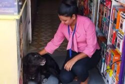 Stray Dog Menace Serious Issue, Needs to Be Addressed with Urgency: HC