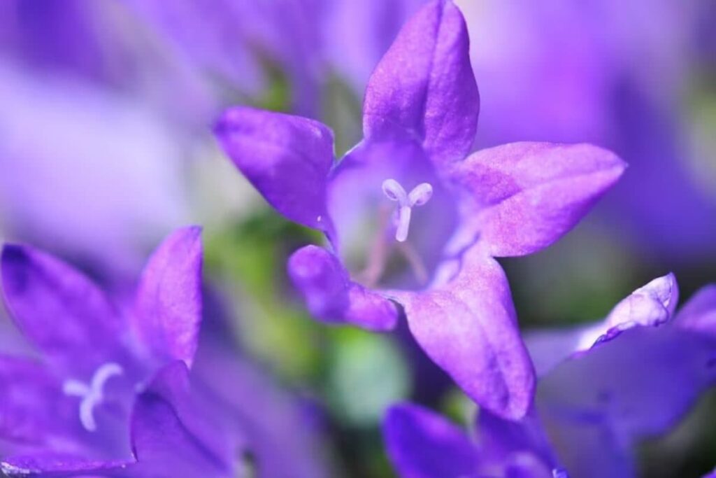 Peace Lily To Gloxinia, Five Flower Plants To Replace Leafy Ones At Home