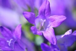 Peace Lily To Gloxinia, Five Flower Plants To Replace Leafy Ones At Home