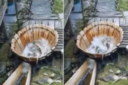 Video Of Giant Wooden Bucket Being Used As Outdoor Washing Machine Has Internet Impressed