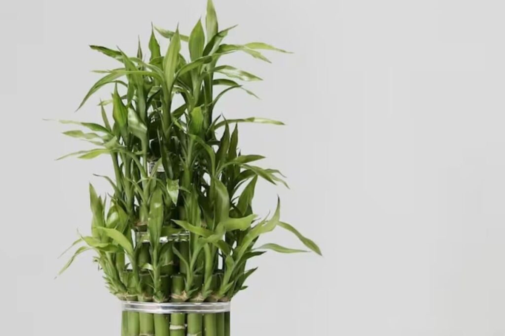 Lucky Bamboo To Peace Lily, Indoor Plants That Survive On Water Alone