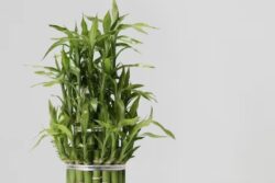 Lucky Bamboo To Peace Lily, Indoor Plants That Survive On Water Alone