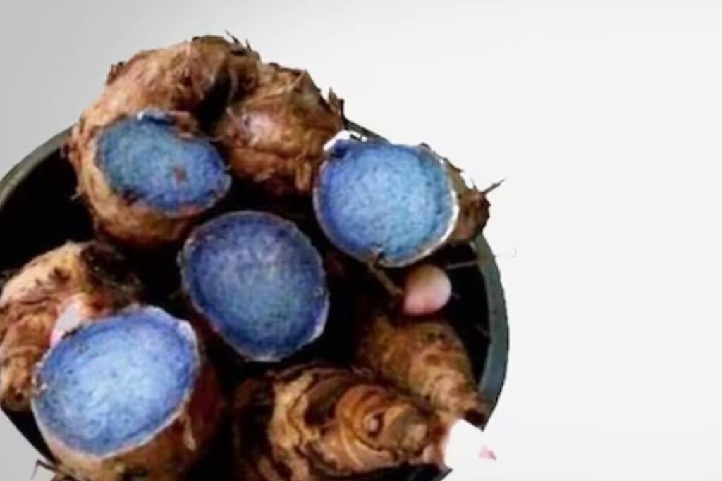 Curing Skin Diseases To Migraines, 5 Health Benefits Of Black Turmeric