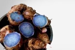 Curing Skin Diseases To Migraines, 5 Health Benefits Of Black Turmeric