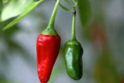 Red Chilies Vs Green Chilies: Check Which One Is Good For Health