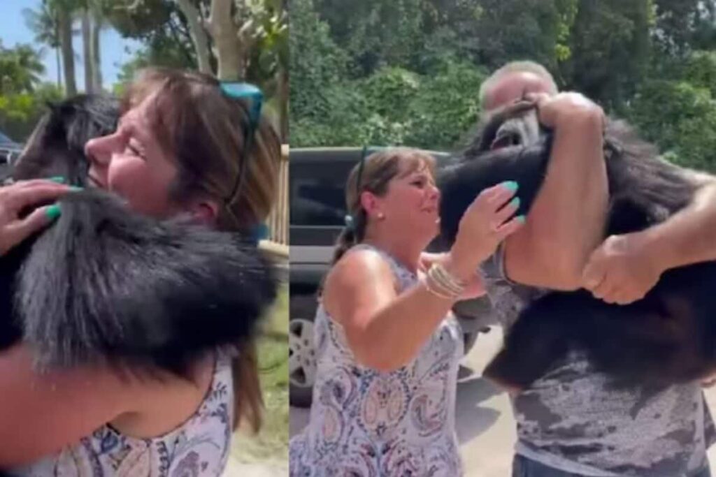 Video Of Baby Chimpanzee Reuniting With Couple He Was Raised By Will Leave You Teary-eyed