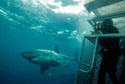 How A Shark Attack Survivor Inspired Steven Spielberg’s Cult Classic Jaws