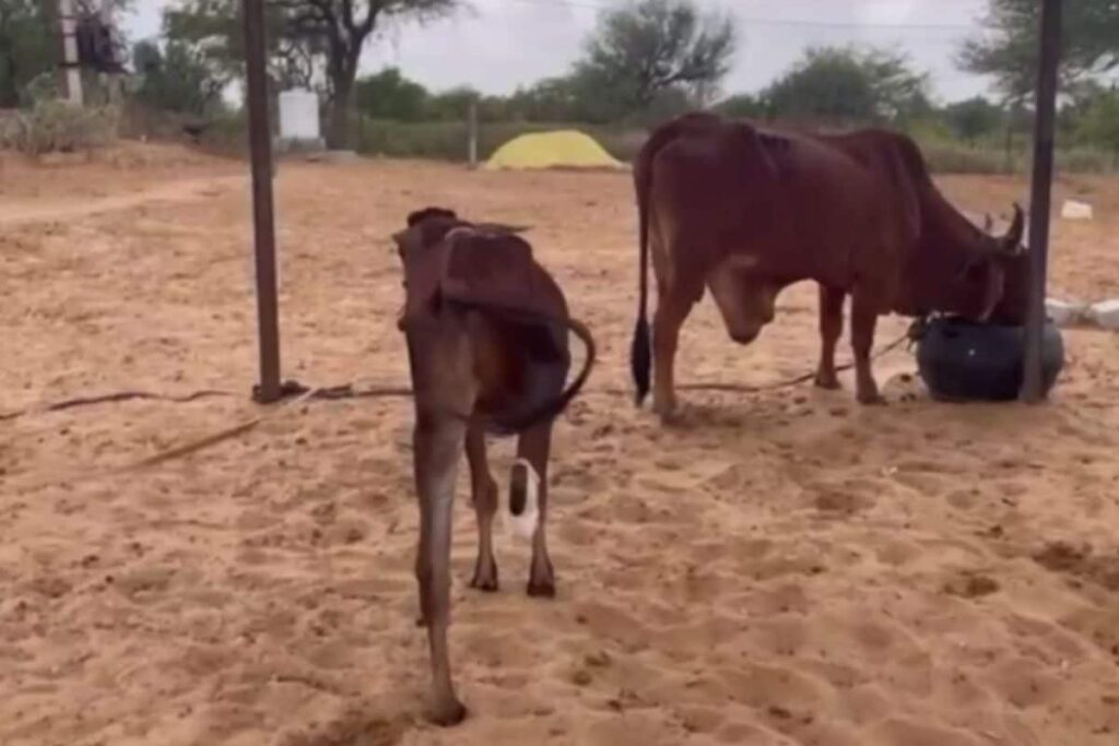 Rajasthan Students Win Hearts By Caring For Injured Animals With Their Pocket Money
