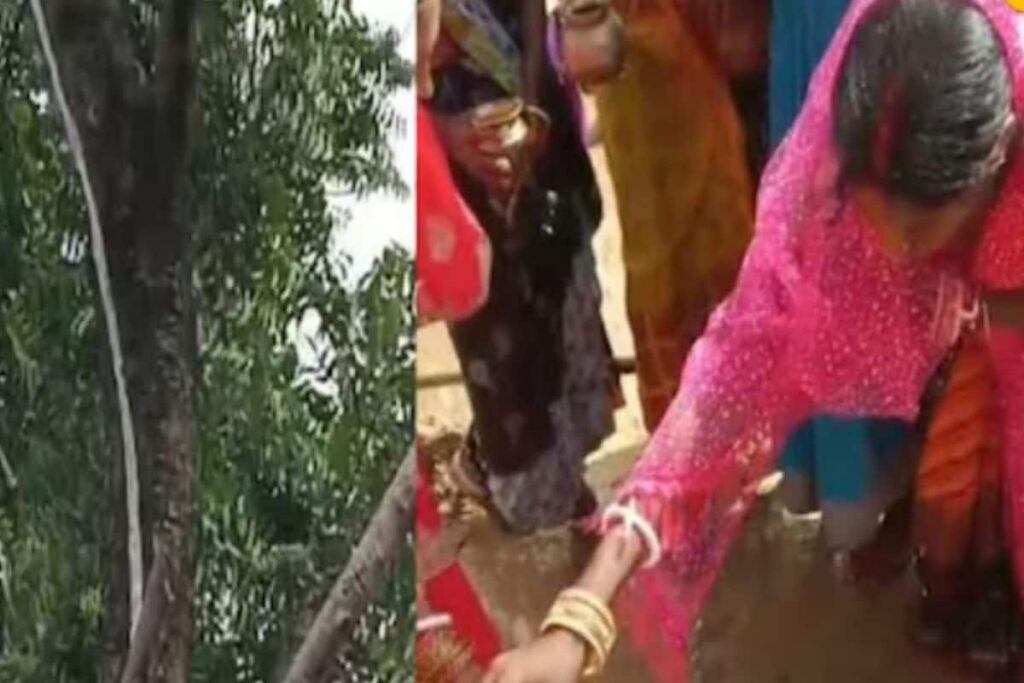 In Jharkhand Village, Woman's Dream Comes True As Milk Gushes Out Of Neem Tree