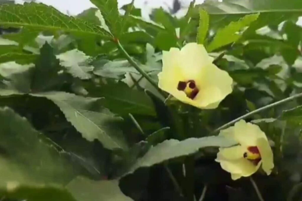 Tamil Nadu Farmers Struggle As Okra Prices Hit Rock Bottom