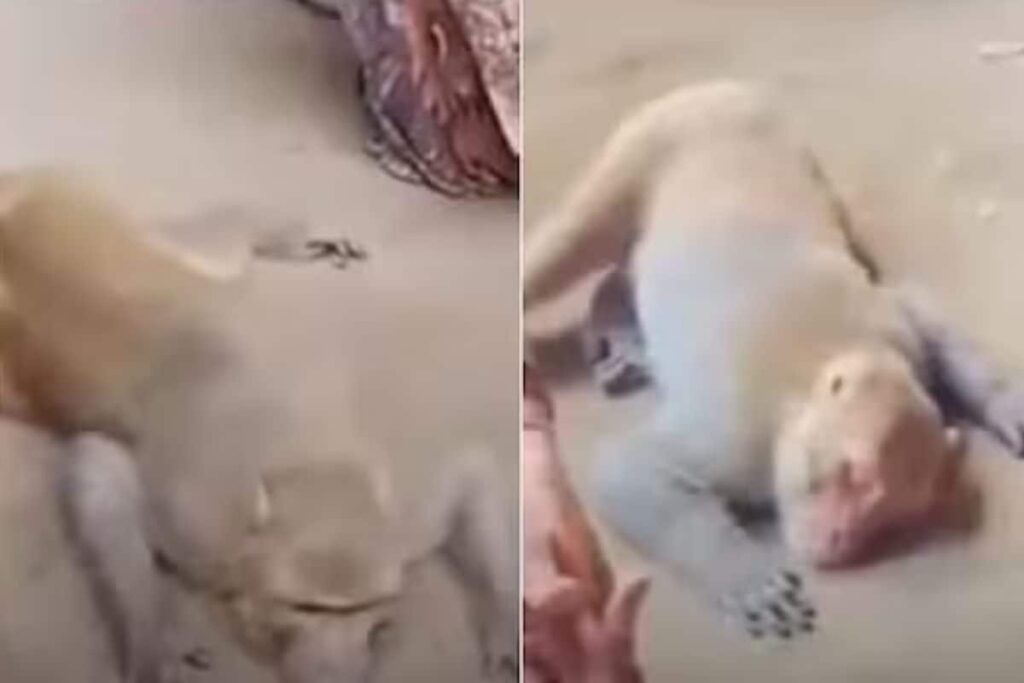 Watch: Monkey Mourns Loss Of His Human Friend In UP Village