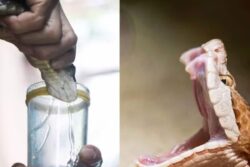 Can A Venomous Snake Die After Biting Itself? Here’s The Truth