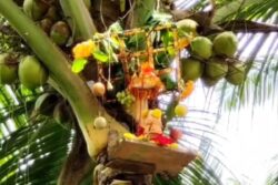 Andhra District's Ganesh Chaturthi Celebrations Highlight The Struggle Of Coconut Farmers