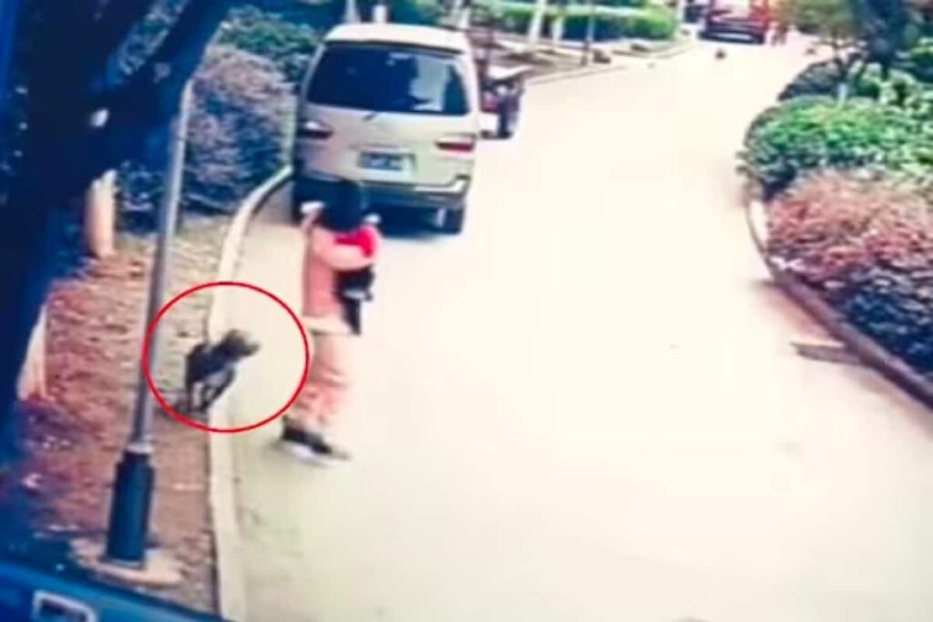 Woman Fights A Ferocious Pit Bull To Save Her Pet, Internet Reacts