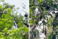 How These Karnataka Villagers Earn Their Livelihood From Bats