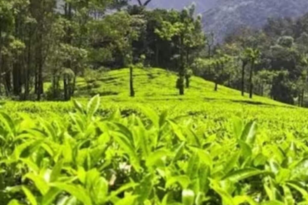 Why Manjolai Hills Should Be On Your Bucket List When You Visit Tamil Nadu