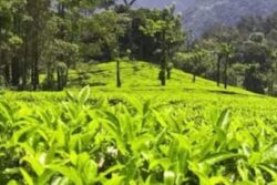 Why Manjolai Hills Should Be On Your Bucket List When You Visit Tamil Nadu