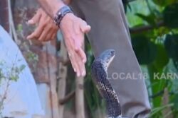 Meet Snake Joy, The Kannada Man Who Has Rescued Around 7000 Serpents