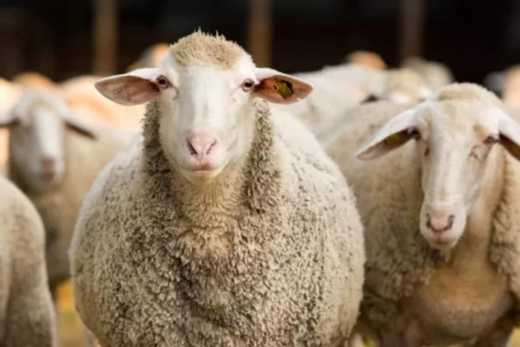 Flock Of Sheep Show 'Strange Behaviour' After Eating 100 Kg Cannabis In Greece