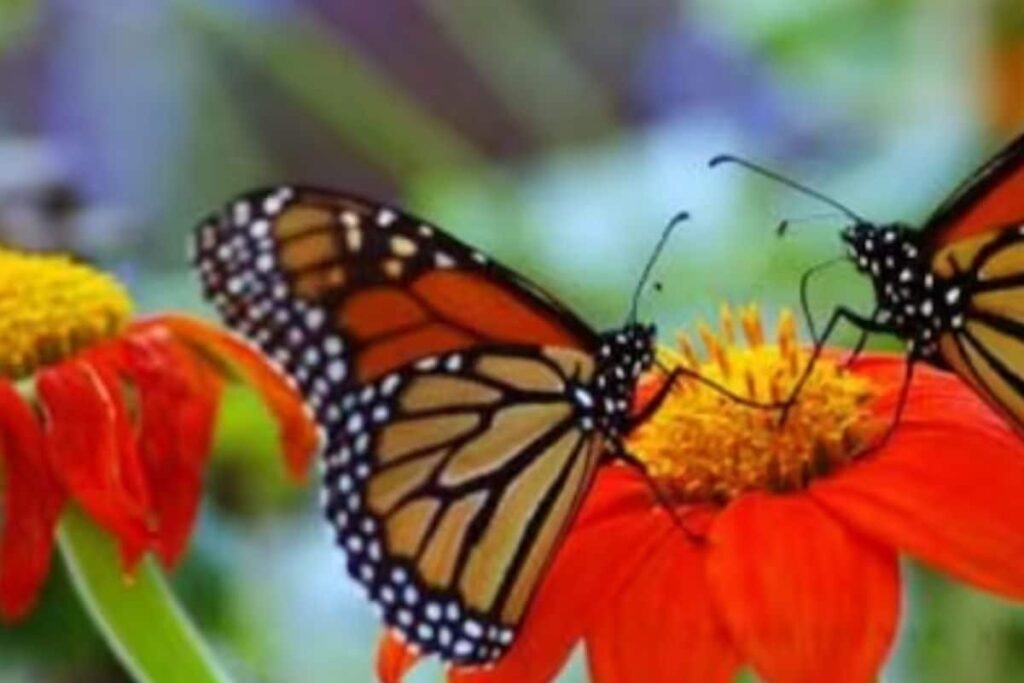 In Tamil Nadu, A Sanctuary Where Butterflies Thrive