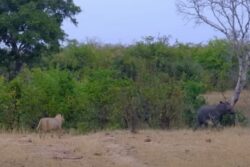 It's Lions Vs A Lost Elephant Calf, Guess Who Won?