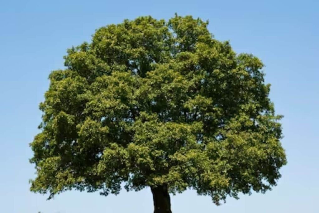 Asked About The Most Expensive Tree In The World, This Is What People Said On Quora