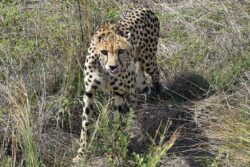 Two Male Cheetahs Shifted to Soft Release Enclosure in Kuno National Park