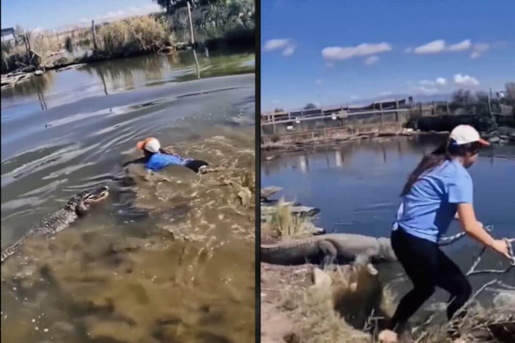 Video of Woman Attempting To Catch Crocodile With Bare Hands Will Give You Chills