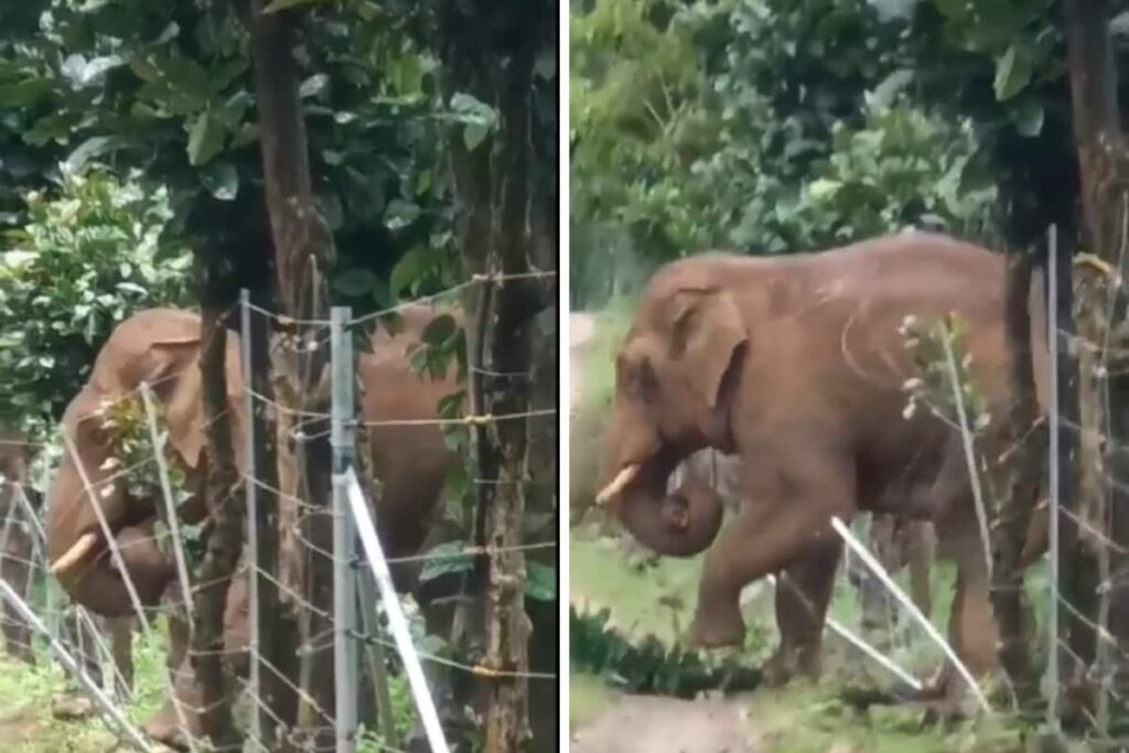 Watch: Elephant Comes Up With 'Genius' Solution To Cross Solar-Charged Fencing