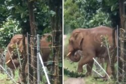 Watch: Elephant Comes Up With 'Genius' Solution To Cross Solar-Charged Fencing