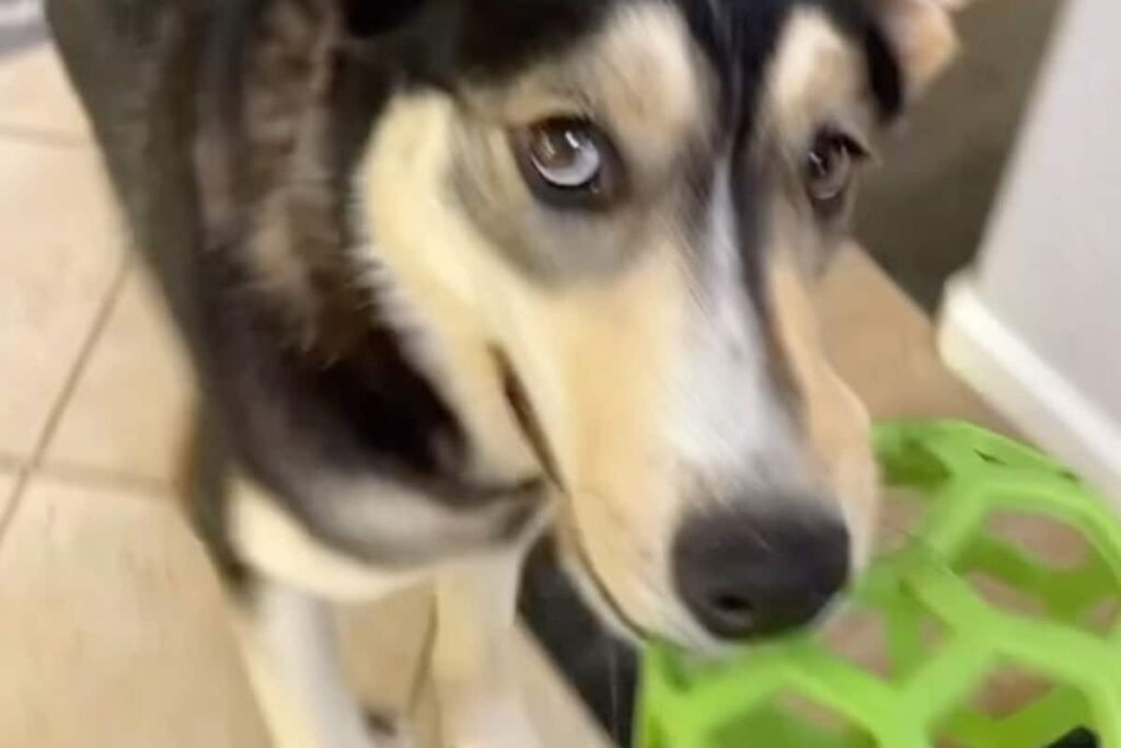 Watch: This Dog's Happy Dance Is An Instant Mood-Lifter
