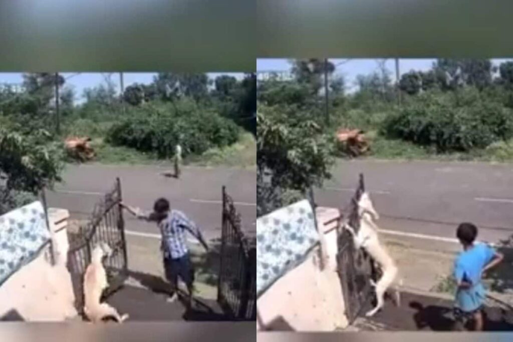 Bhopal: In Shocking Video, Trainers Seen Hanging, Choking Dog To Death On Gate | Horror Caught on CCTV