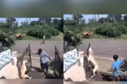 Bhopal: In Shocking Video, Trainers Seen Hanging, Choking Dog To Death On Gate | Horror Caught on CCTV