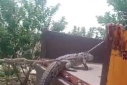 WATCH | Karnataka Farmers Reach Power Station With Crocodile to Protest Electricity Crisis