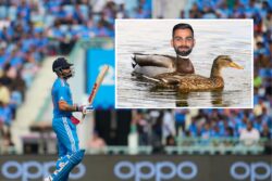 What The Duck! England's Barmy Army Troll Virat Kohli With 'Morphed' Photo