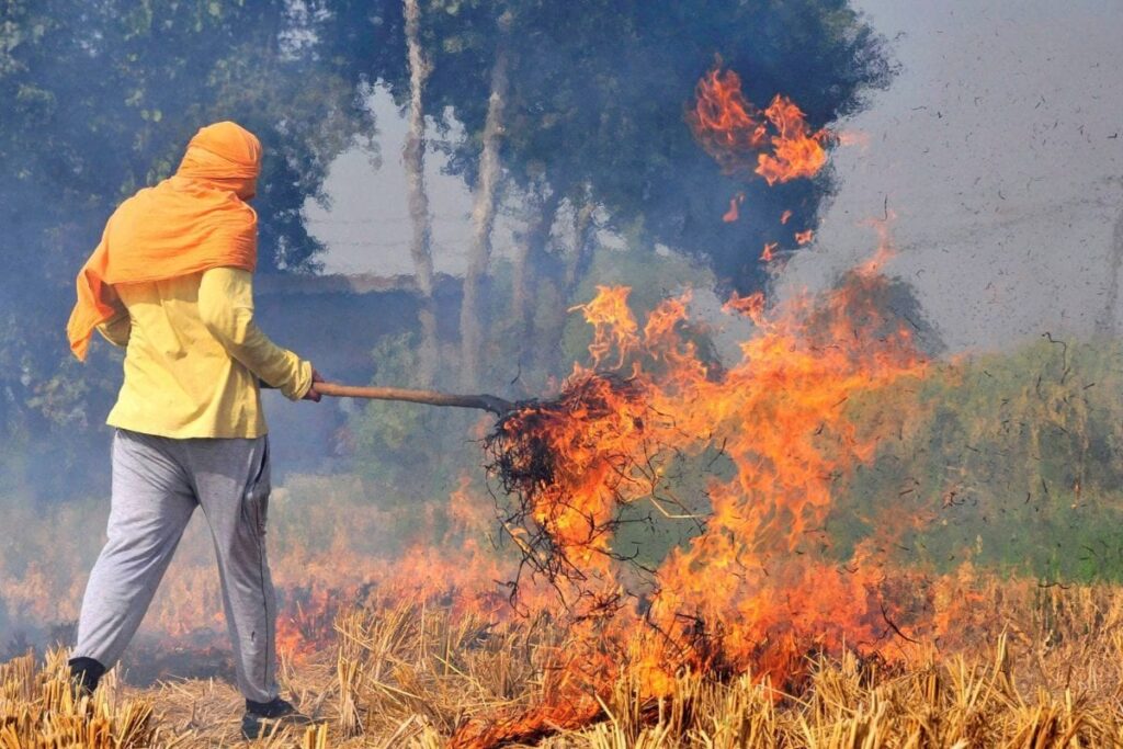 Stubble Burning: More Than 650 Farm Fires Recorded in Punjab Till October 4, Data Shows