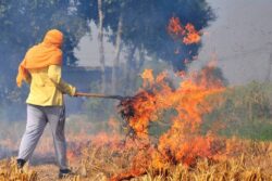 Stubble Burning: More Than 650 Farm Fires Recorded in Punjab Till October 4, Data Shows