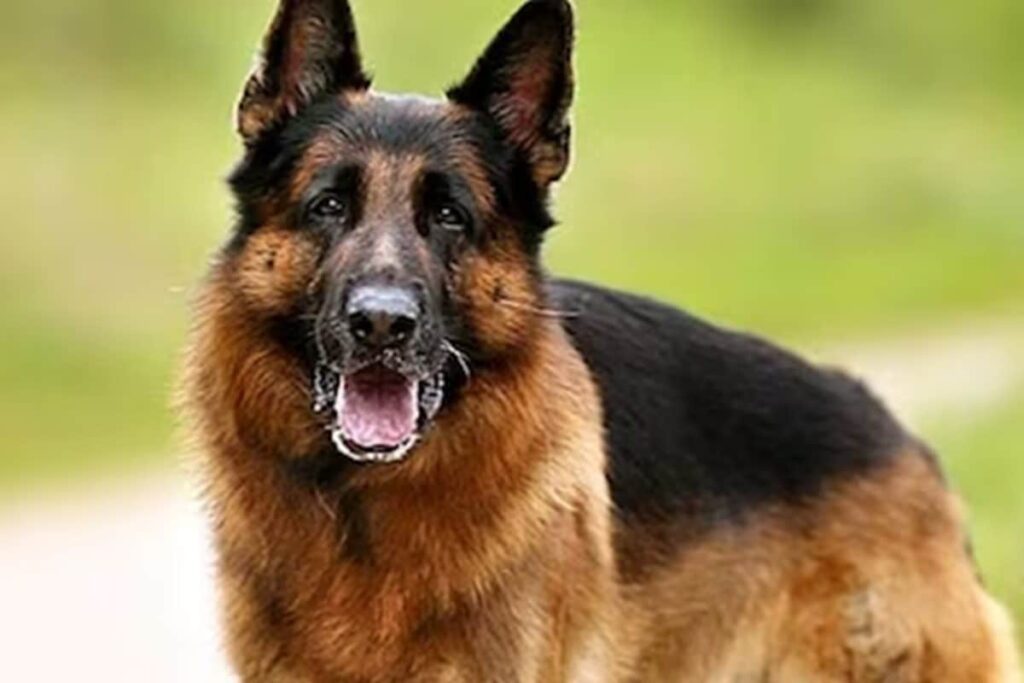 Labourer Sustains Serious Injuries in Attack by Two Pit Bull Terriers in Solapur