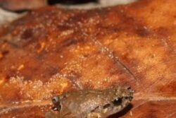 Australian TikTok User Finds Dead Frog in Her Spinach Bag, Says She Feels 'Traumatised'