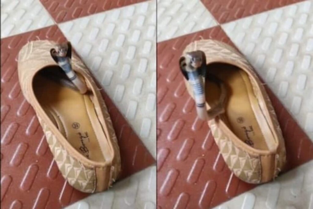 Twitter's 'Snake In A Shoe' Video Goes Viral Prompting Safety Reminders