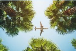 Ruppell's Vulture To Bar-Headed Goose, Birds That Can Fly As High As An Aeroplane