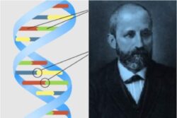 What Is DNA And How Many Types Are There? Quora Users Answer