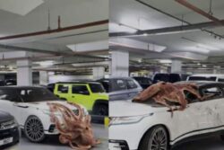 Octopus Shatters Car In Parking Lot Within Seconds? Here's The Truth Behind Viral Video
