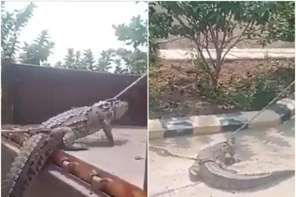 Karnataka Farmers Take Crocodile to Electric Supply Office in Protest Against Power Cuts | WATCH